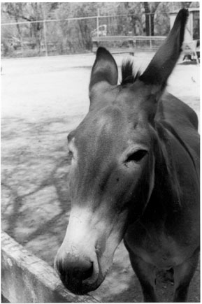 a picture of an ass